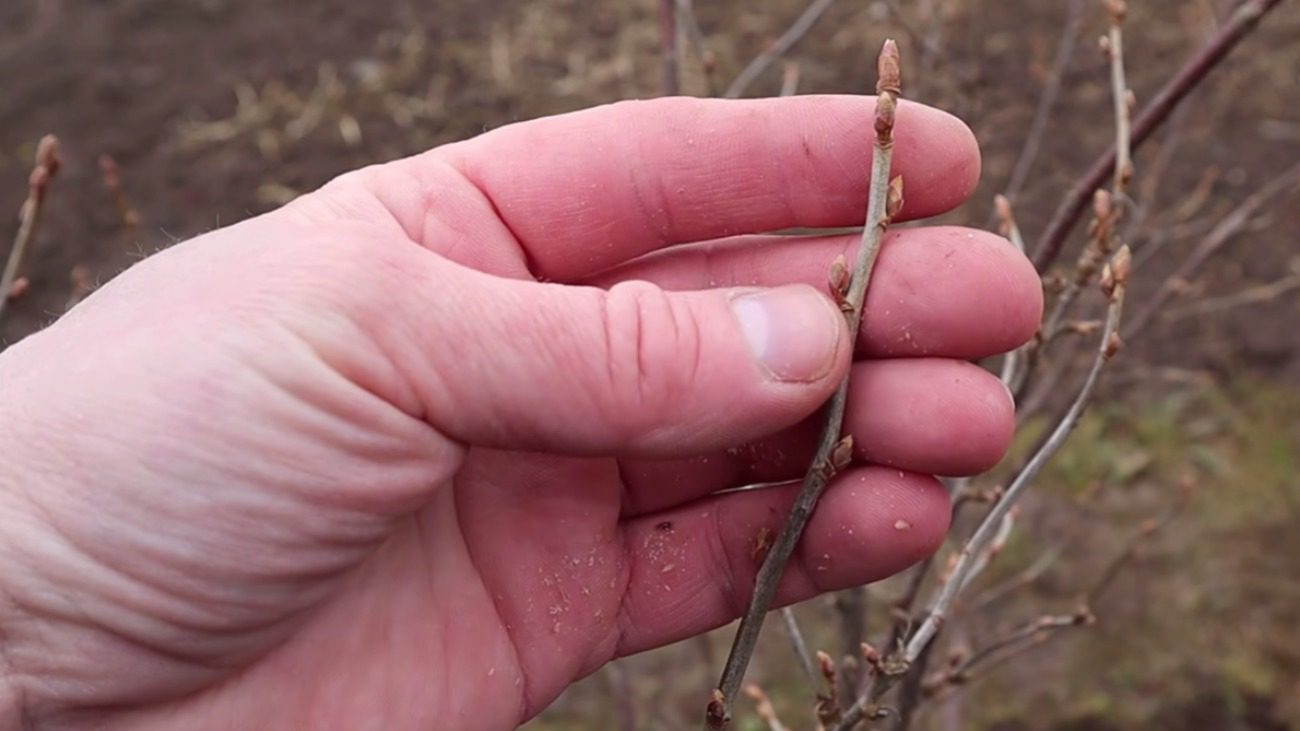 Садівники розповіли, що потрібно обов'язково зробити зі смородиною у березні