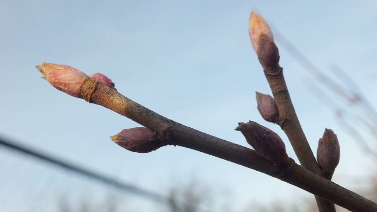 Садівники розповіли про комплексну весняну обробку саду від моніліозу