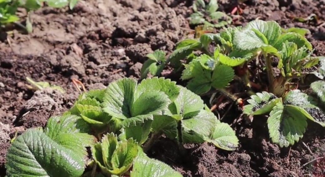 Свекруха дала чудовий рецепт 1 підживлення для полуниці: лити під кущ, як тільки з’явиться листя 