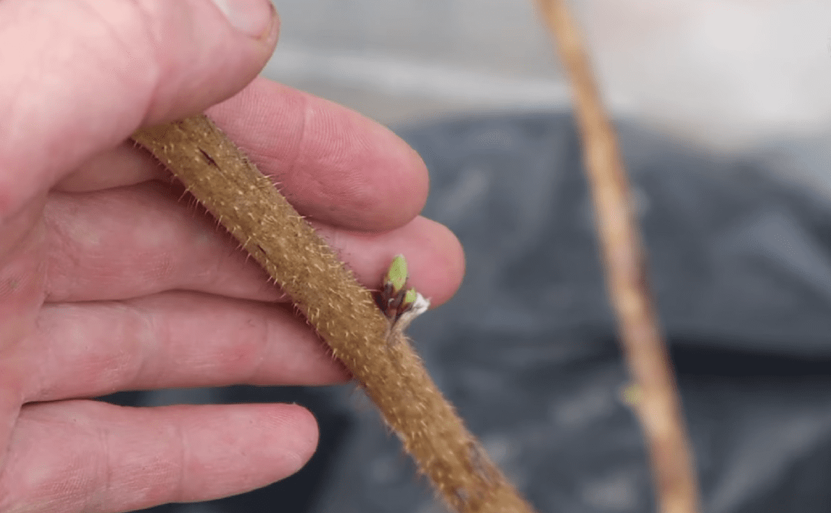 Городники розповіли, що треба насипати під кущі малини у березні 2026