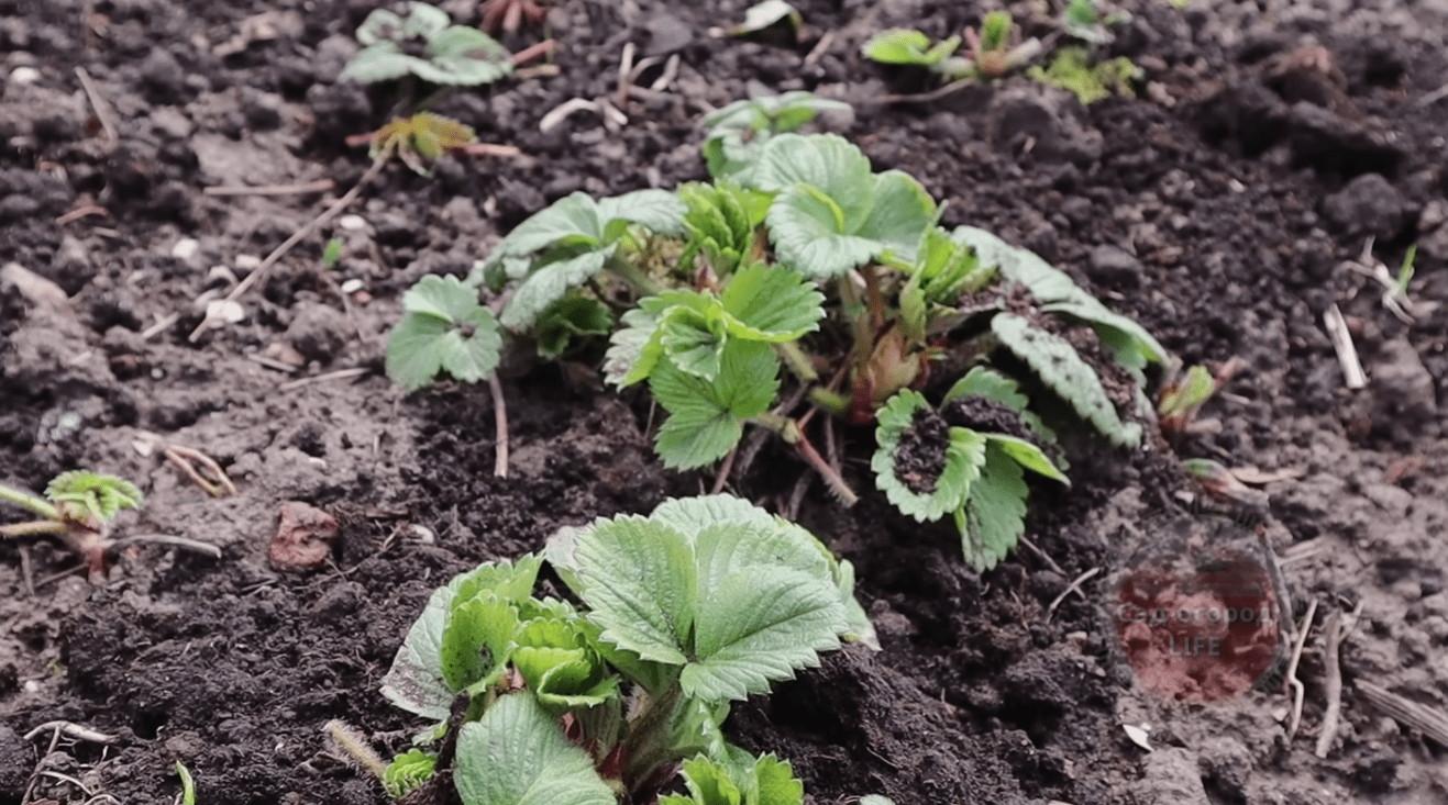 Садівники розповіли про перше підживлення полуниці навесні