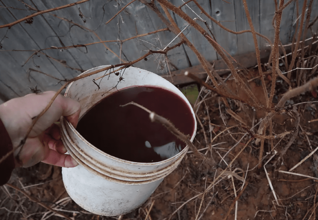 Садівники розповіли, чим найкраще обробити малину ранньою весною