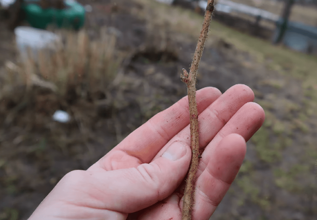 Садівники розповіли, чим найкраще обробити малину ранньою весною