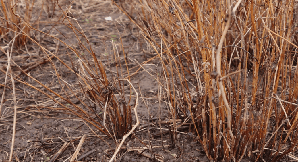 Облийте ЦИМ всі свої кущі малини навесні: всіх шкідників та хвороби здує, як вітром 