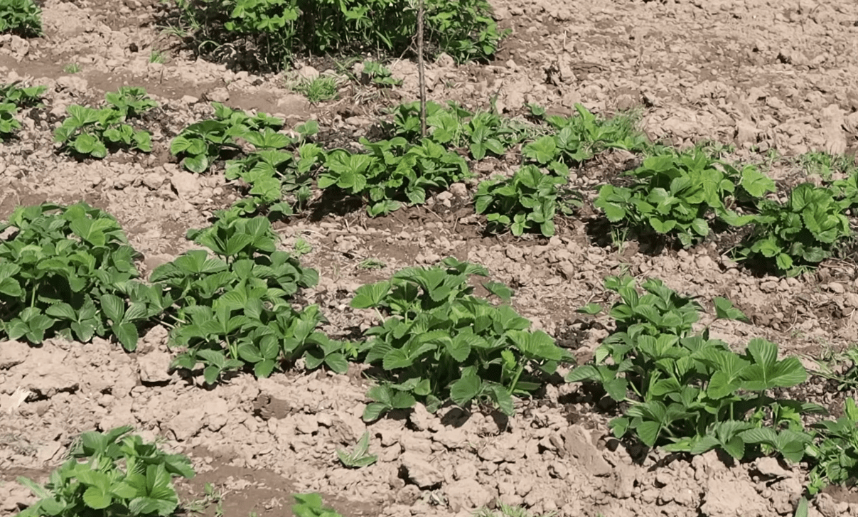 Садоводі розповіли, чим підгодувати полуницю після затяжних холодів