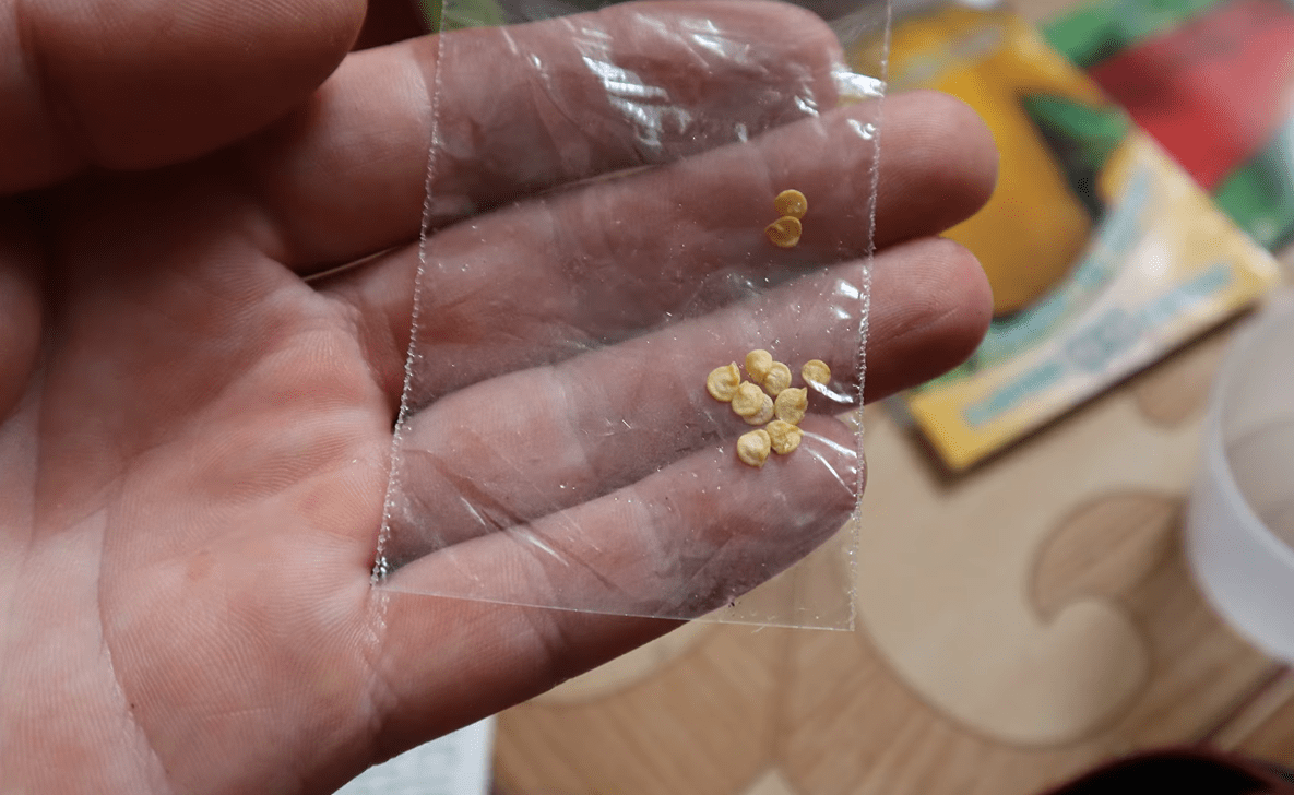 Садівники розкрили секрет потужної розсади перцю та помідорів