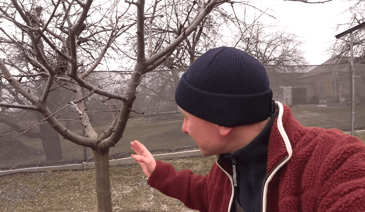 Садівники розповіли, чим замінити побілку та захистити весь сад від хвороб