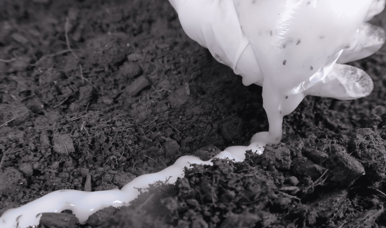 Городники розповіли про новий метод посадки петрушки