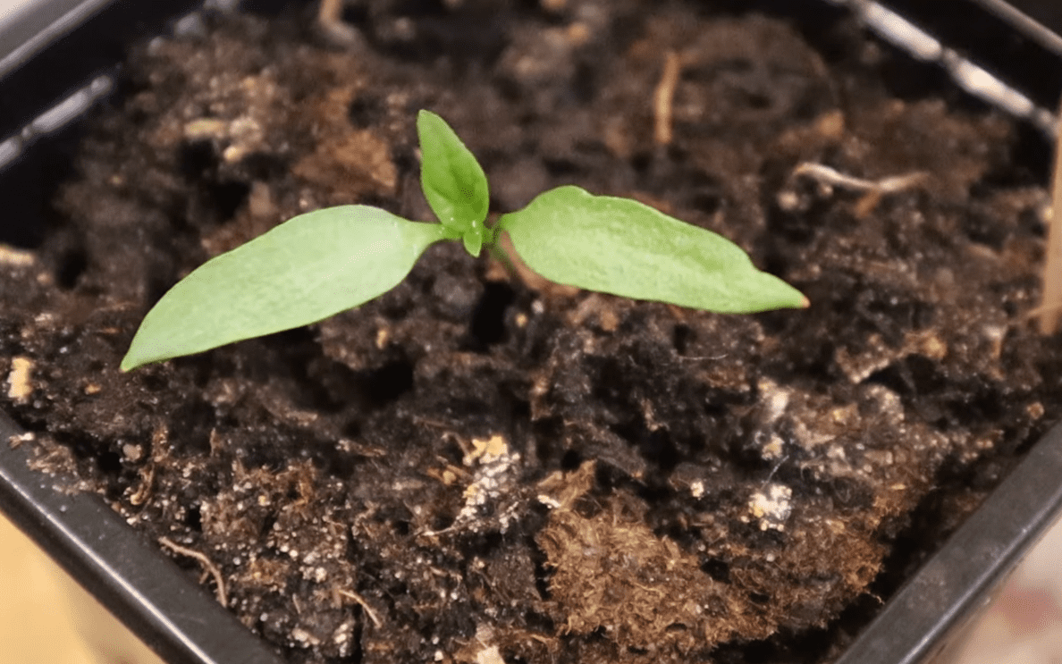 Городники розповіли, що робити після того, як зійшов перець