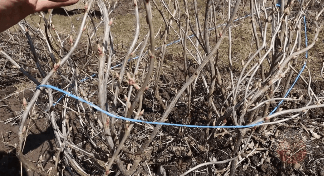 Смородині в березні 2026 – важливіше обрізки: влітку від солодких ягід навіть гілки гнуться 