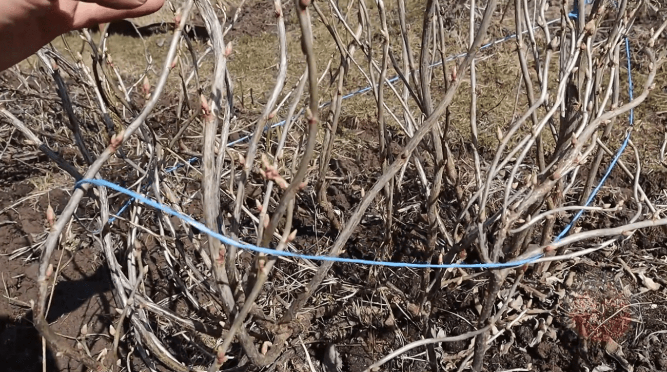 Садівники назвали важливі етапи обробки смородини навесні від шкідників і хвороб