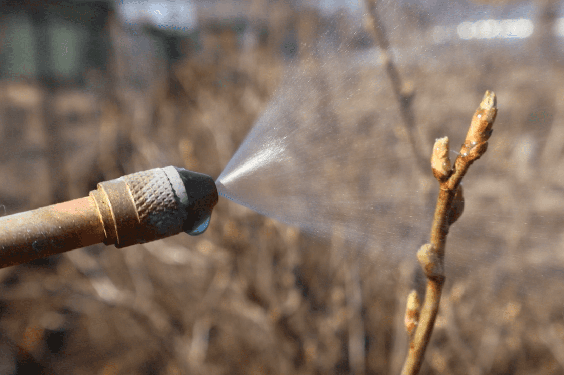 Садівники назвали важливі етапи обробки смородини навесні від шкідників і хвороб