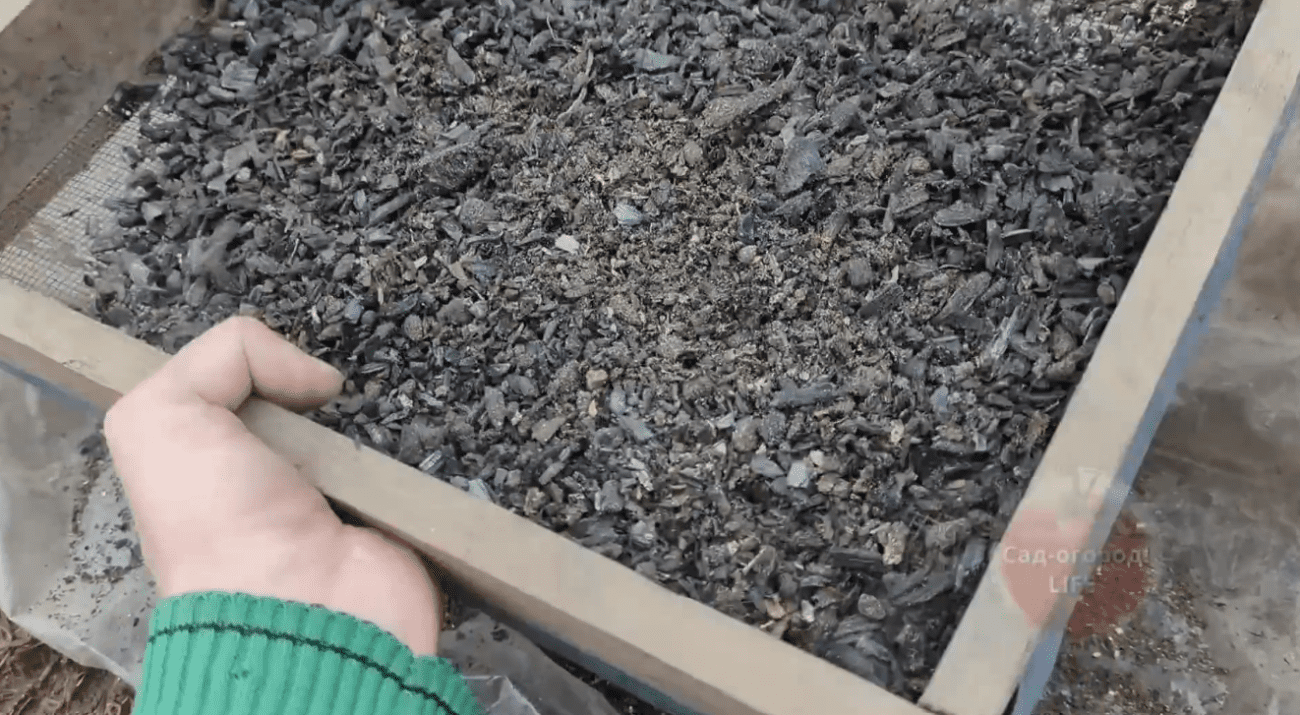 Садівники розповіли, що потрібно розкидати по полуниці навесні для врожаю