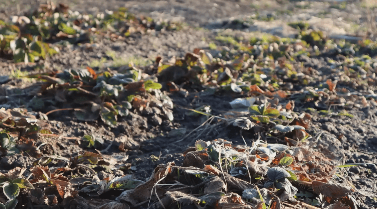 Садівники розповіли, що потрібно розкидати по полуниці навесні для врожаю