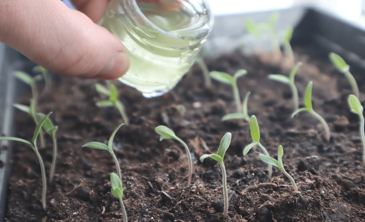 Городники назвали 5 кроків до потужного врожаю томатів 2026