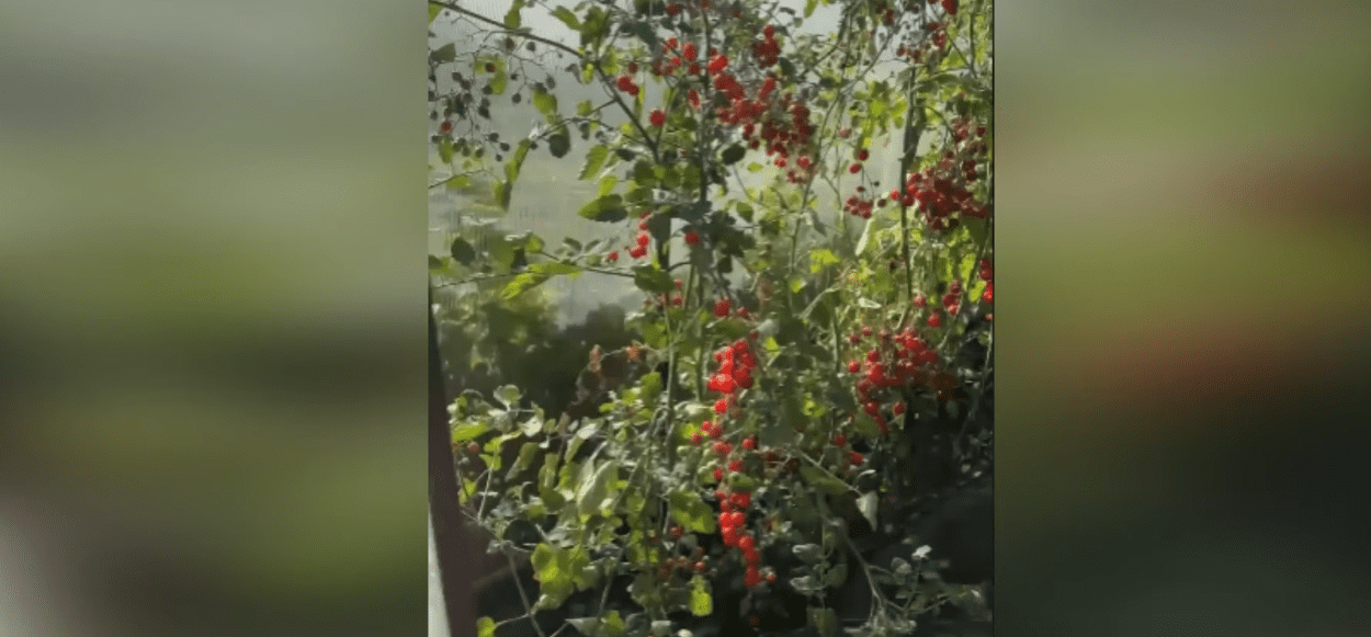 Садівники пояснили, чому змістили термін посадки помідорів – які сорти обрати