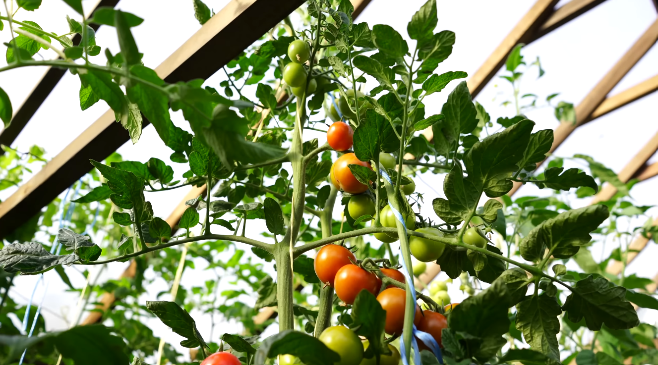 Городники назвали найсолодші та врожайні сорти помідорів-чері 2026