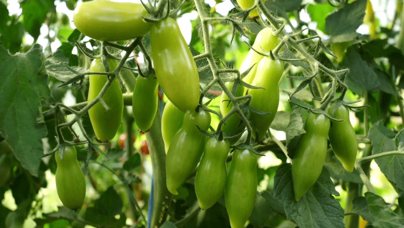 Городники назвали найсолодші та врожайні сорти помідорів-чері 2026