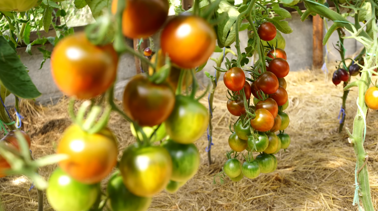 Городники назвали найсолодші та врожайні сорти помідорів-чері 2026