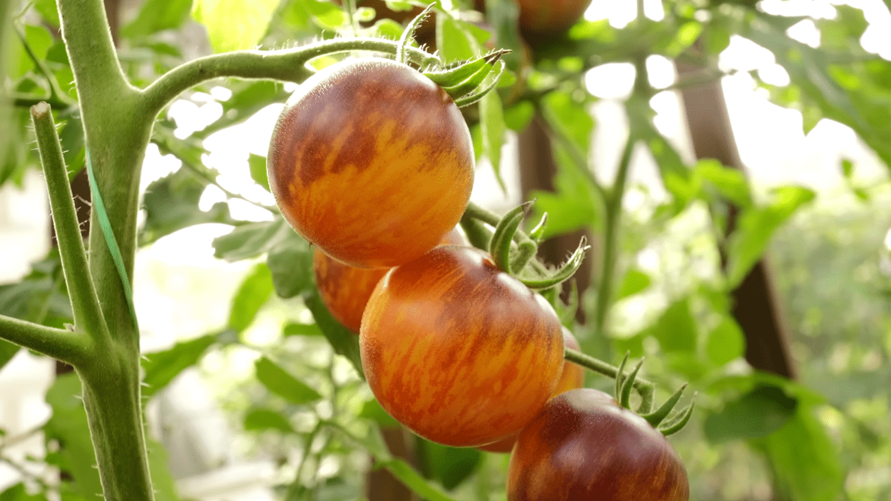 Городники назвали найсолодші та врожайні сорти помідорів-чері 2026