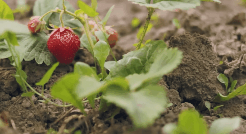 Перша обробка полуниці в квітні 2026: рівно 1 гранула під кущ – і ягоди будуть великі як горіх 