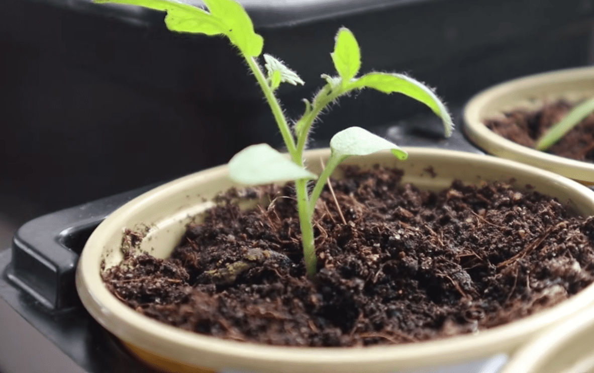 Садівники розповіли, як правильний полив сходів змінює якість розсади