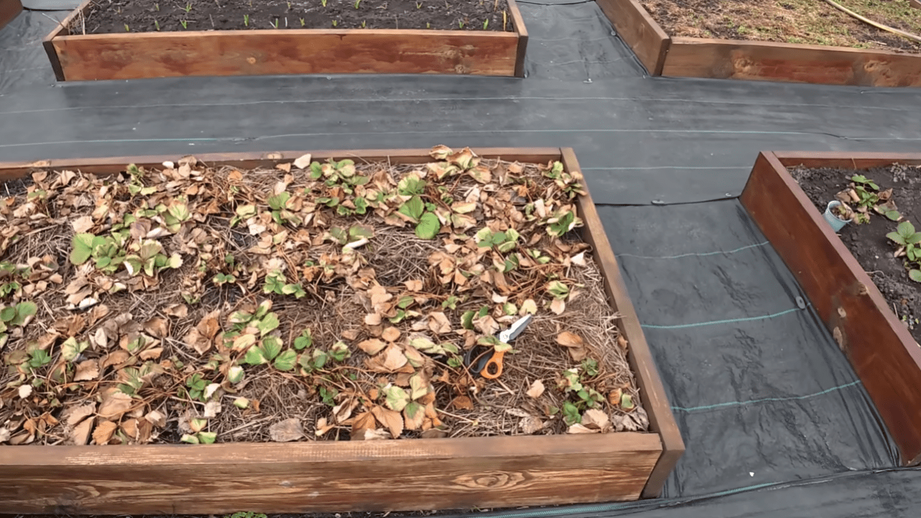 Садівники розповіли, що потрібно обов'язково зробити на грядках із полуницею