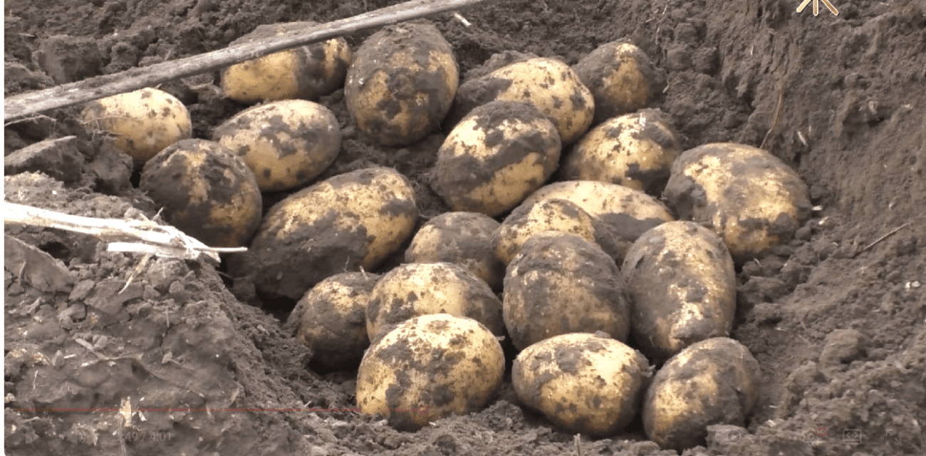 Городники назвали сорт картоплі, яка дає великий урожай і в зливу, і в спеку