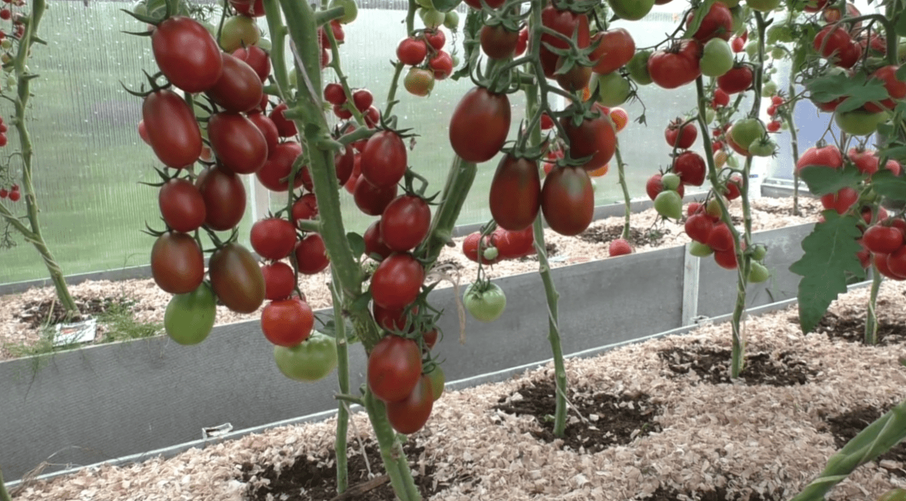Садівники назвали найкращий сорт томату для відкритого ґрунту та теплиць
