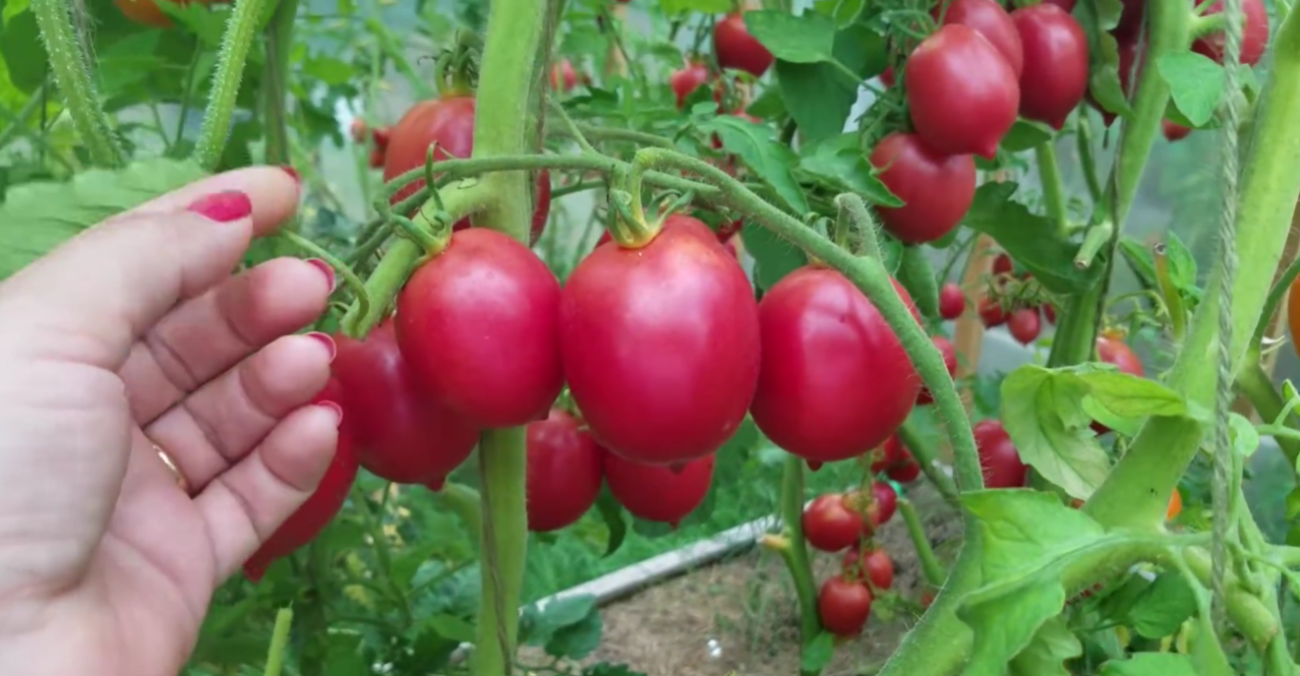 Садівники назвали найкращий сорт томату для відкритого ґрунту та теплиць