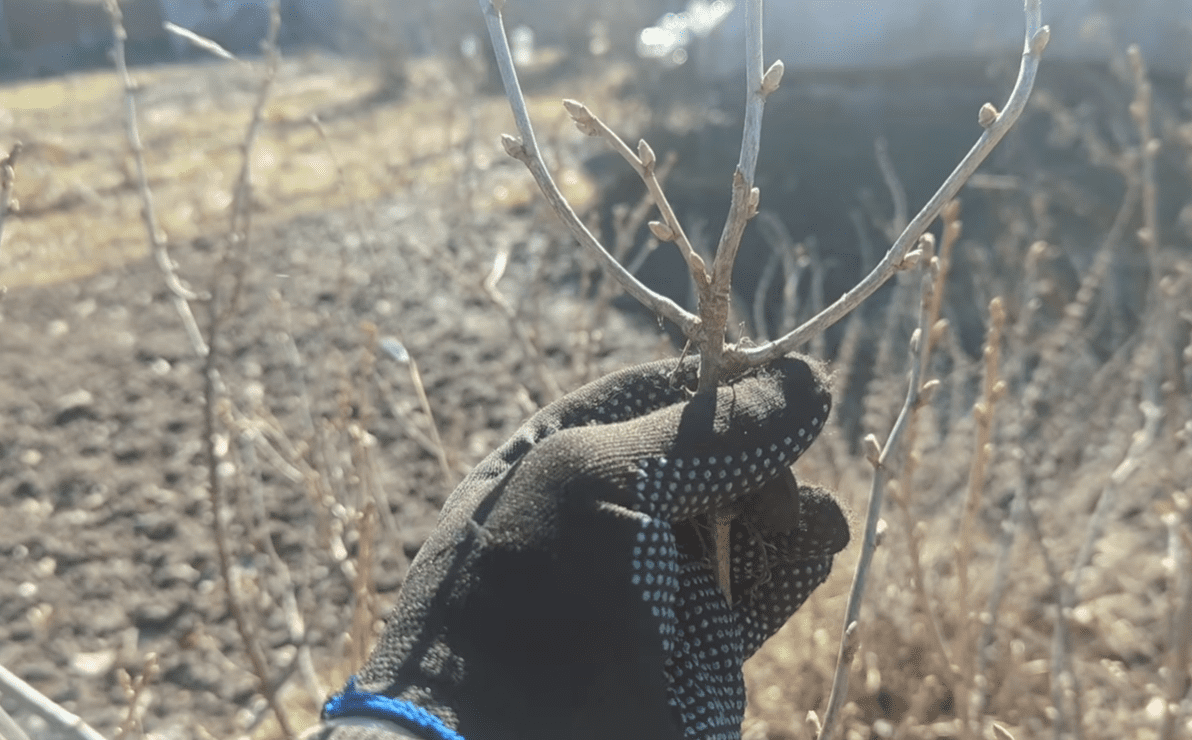 Садівники розповіли, що потрібно обов'язково зробити зі смородиною у березні