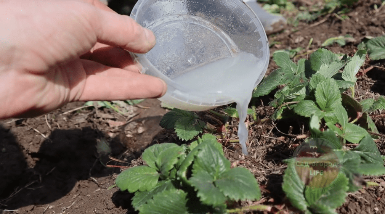 Садівники розповіли про найпершу весняну підгодівлю для полуниці