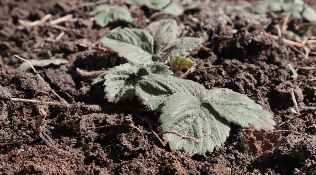 Садівники розповіли про найпершу весняну підгодівлю для полуниці