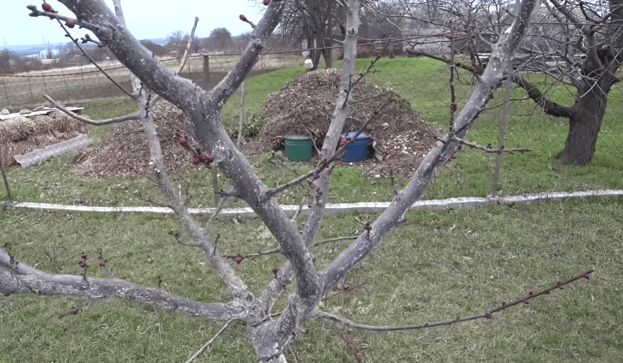 Садівники розповіли про комплексну весняну обробку саду від моніліозу