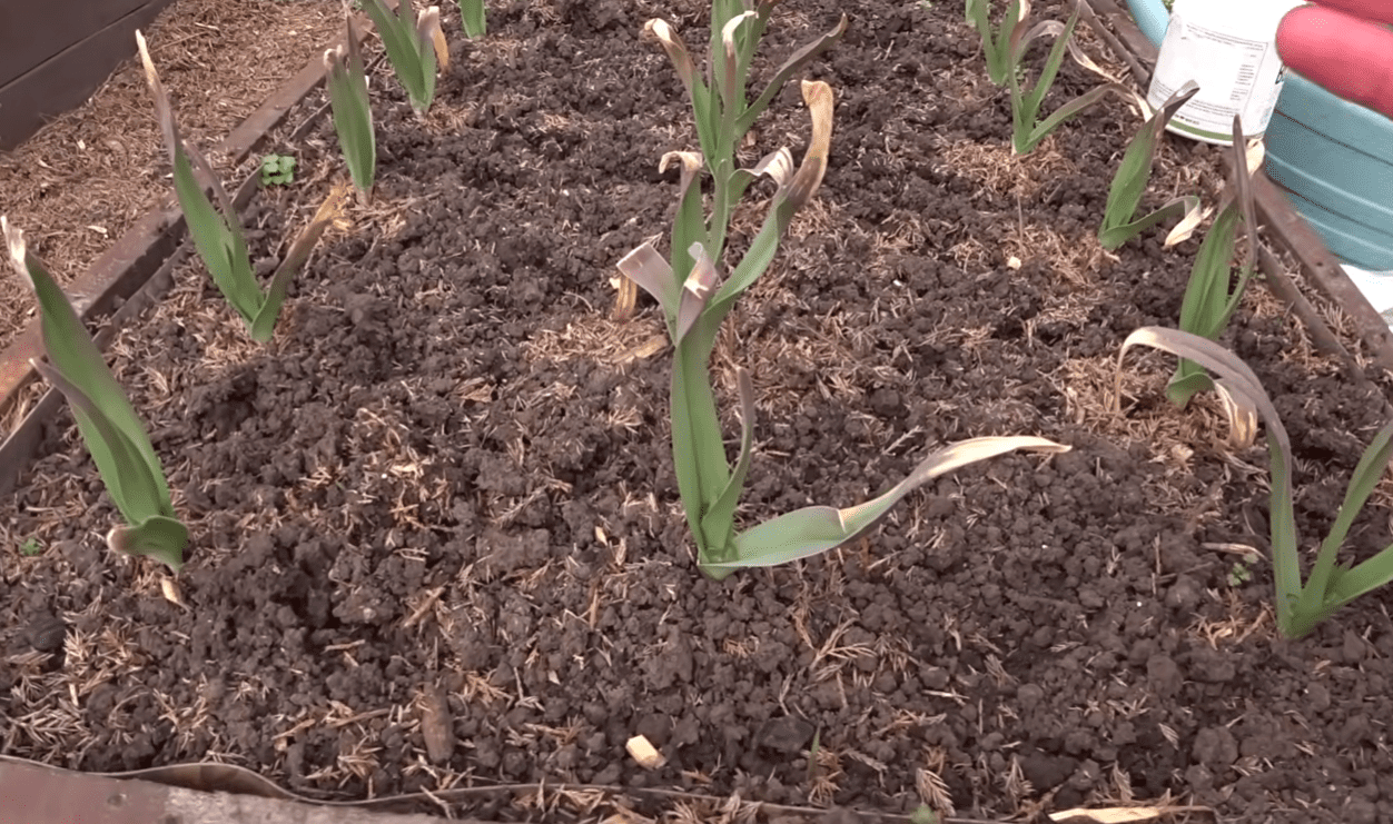 Городники розповіли, чим найкраще підгодувати озимий часник у березні