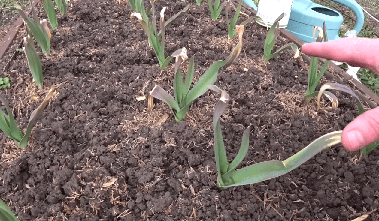 Городники розповіли, чим найкраще підгодувати озимий часник у березні