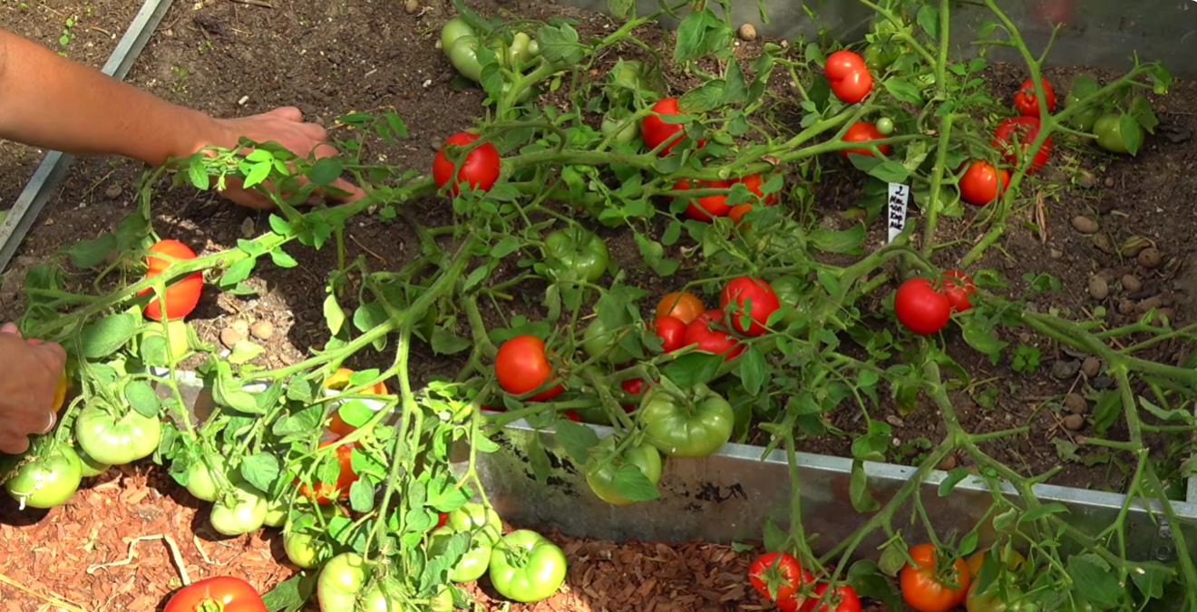 Садівники назвали найвибагливіші та найврожайніші сорти томатів