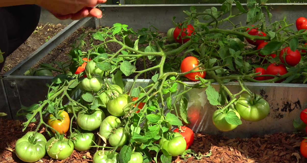 Садівники назвали найвибагливіші та найврожайніші сорти томатів
