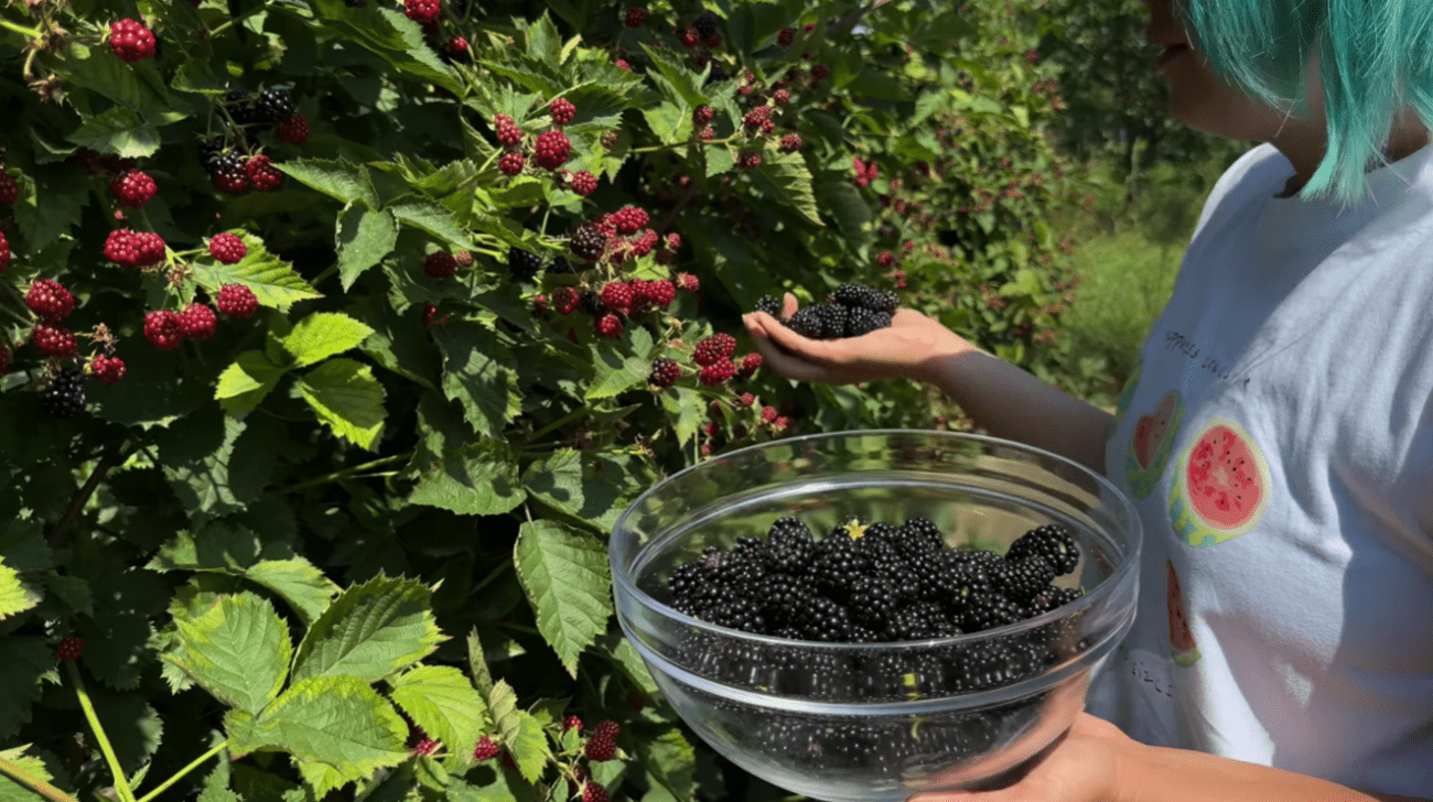 Садівники розповіли, що потрібно зробити з ожиною навесні Фото: YouTube Корисні Корисності