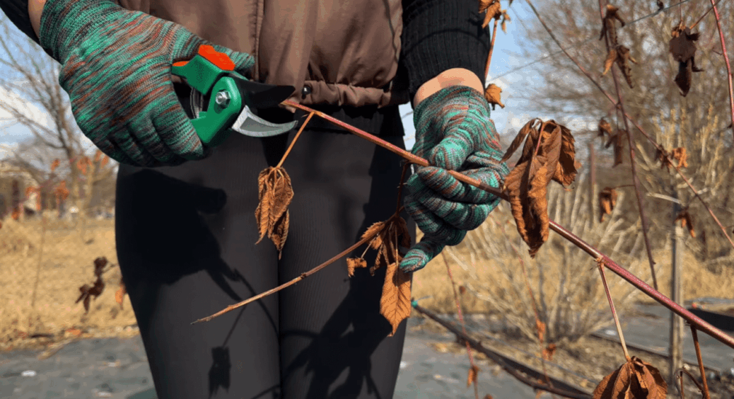 Секрет великого врожаю ожини: проста схема весняних робіт, яка дійсно працює з року в рік 