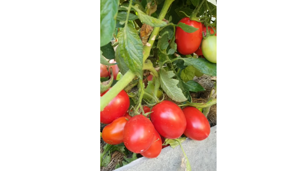 Садівники назвали найурожайніший сорт томатів для салатів, соків та консервації Фото: YouTube Світлана Сувід
