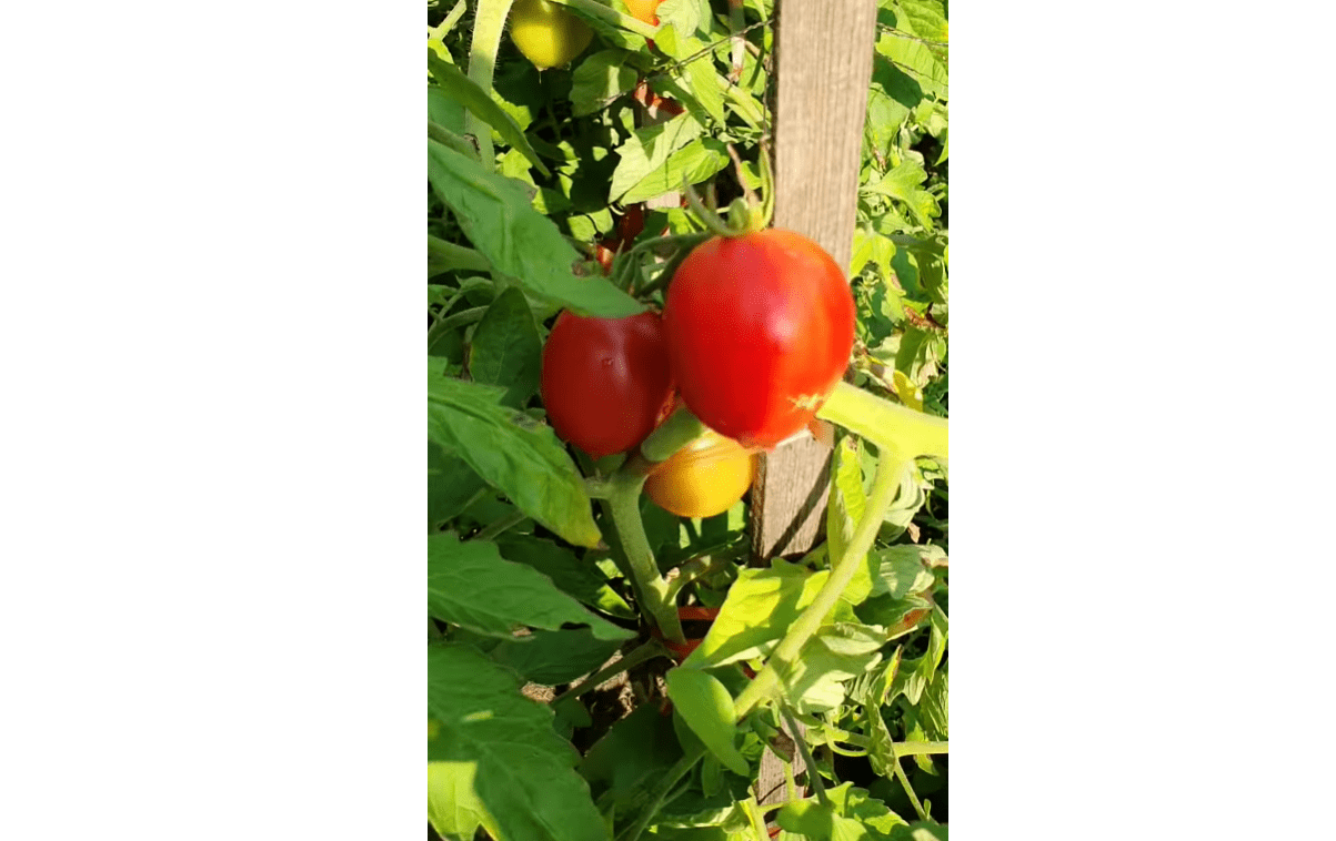 Садівники назвали найурожайніший сорт томатів для салатів, соків та консервації Фото: YouTube Світлана Сувід