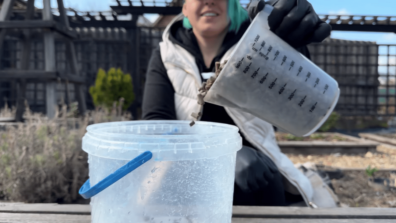 Городники розповіли, як і чим підживити часник навесні – найкращі добрива Фото: YouTube Корисні Корисності