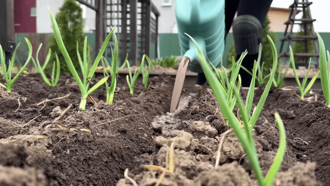 Городники розповіли, чим краще підгодувати часник Фото: YouTube Корисні Корисності