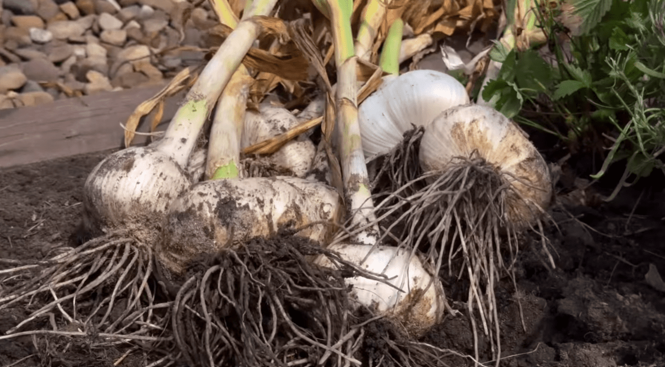 Городники розповіли, яке підживлення для часнику найголовніше в поточному сезоні Фото: YouTube Корисні Корисності