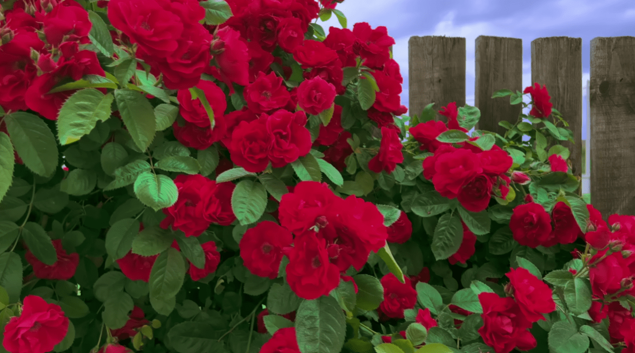 Садівники розповіли, що потрібно зробити з трояндами прямо зараз, навесні Фото: YouTube Юлія сад України