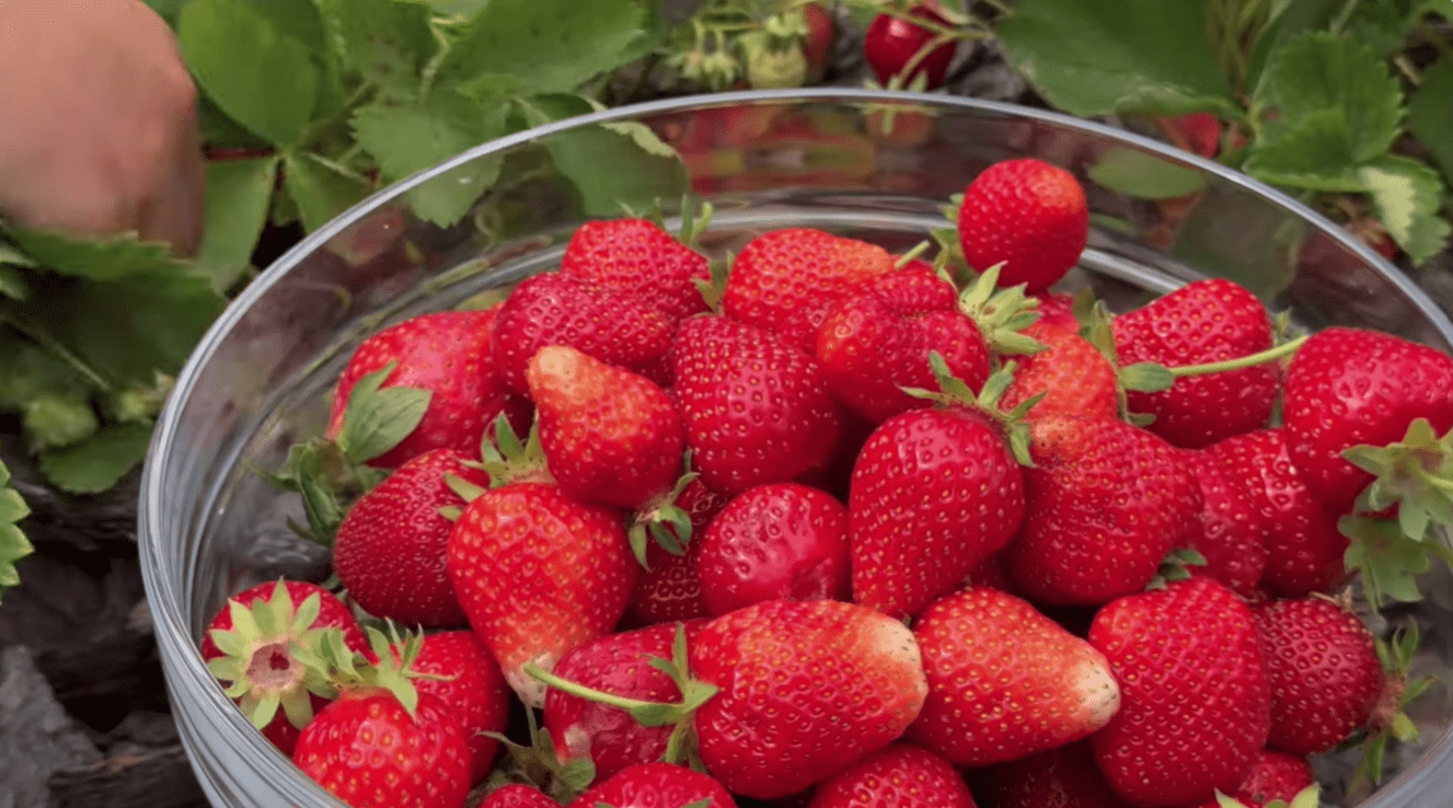 Городники розповіли, як і чим підживити полуницю навесні Фото: YouTube Корисні Корисності