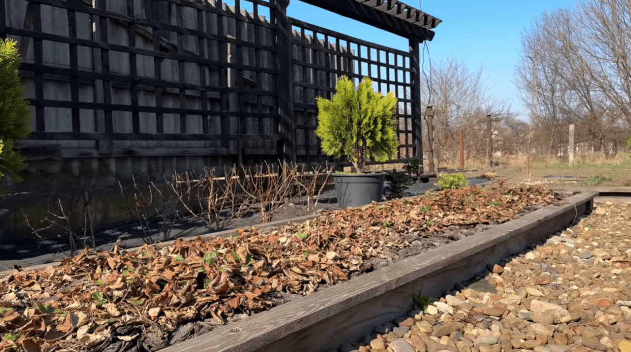 Городники розповіли, як і чим підживити полуницю навесні Фото: YouTube Корисні Корисності