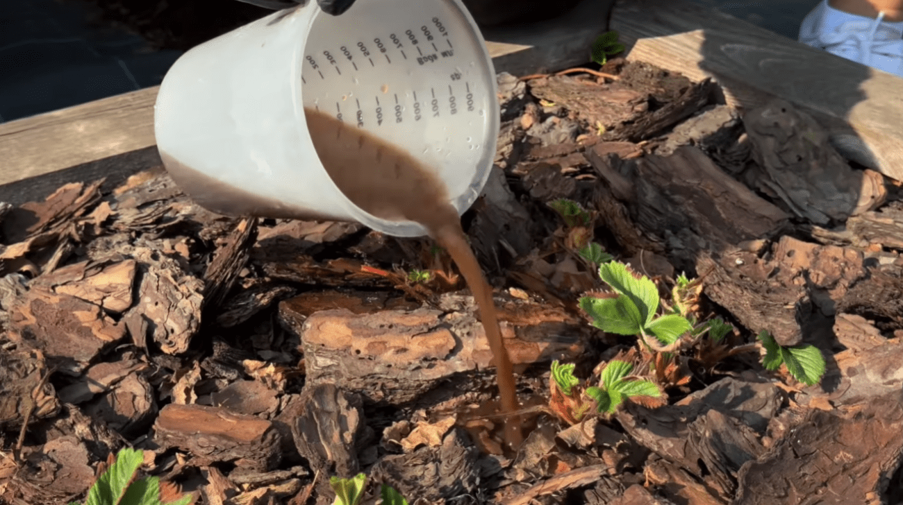 Городники розповіли, як і чим підживити полуницю навесні Фото: YouTube Корисні Корисності