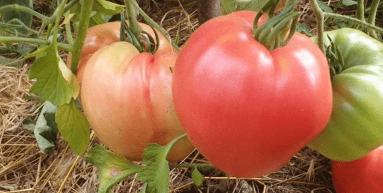 Садівники назвали найврожайніший сорт томатів, який витримує будь-яку погоду Фото: скриншот з відео